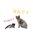 苦労猫おプンの日常（個別スタンプ：9）