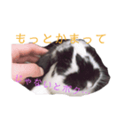 うさぎです。ごま塩です。（個別スタンプ：7）