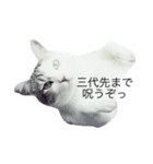 daifuku the cat（個別スタンプ：5）