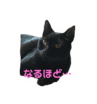 モルモットさんと黒猫cocoro（個別スタンプ：15）