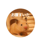 キンクマハムスターミモザのスタンプ（個別スタンプ：6）