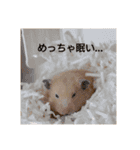 キンクマハムスターミモザのスタンプ（個別スタンプ：7）