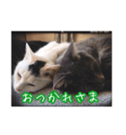 平井家のねこ 第2弾（個別スタンプ：1）