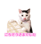 おおしま家のねこたち（個別スタンプ：14）