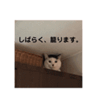 おおしま家のねこたち（個別スタンプ：15）