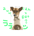 コーギー 犬 ラテシ 2（個別スタンプ：2）
