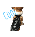 コーギー 犬 ラテシ 2（個別スタンプ：11）