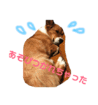 コーギー 犬 ラテシ 2（個別スタンプ：16）
