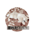 あずきママ（個別スタンプ：19）