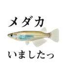 釣り・釣果報告スタンプ（淡水魚編2）（個別スタンプ：12）