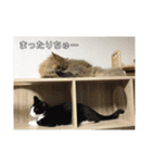 pretty cats 3（個別スタンプ：19）