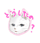 きくねこ（個別スタンプ：26）