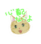 きくねこ（個別スタンプ：37）