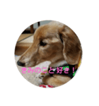 犬ダックスフンド、ココちゃんスタンプ！（個別スタンプ：7）