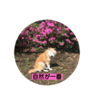 シバ犬花ちゃん（個別スタンプ：4）