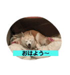 シバ犬花ちゃん（個別スタンプ：5）