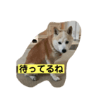 シバ犬花ちゃん（個別スタンプ：6）