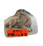 シバ犬花ちゃん（個別スタンプ：17）