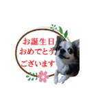 大人やさしい会話、HO2 見やすい、デカ文字（個別スタンプ：14）