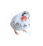 いつも文鳥（個別スタンプ：15）