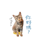 キジトラ猫 中国語Ver.（個別スタンプ：1）