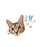キジトラ猫 中国語Ver.（個別スタンプ：3）