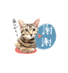 キジトラ猫 中国語Ver.（個別スタンプ：4）