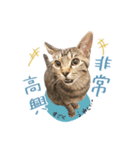 キジトラ猫 中国語Ver.（個別スタンプ：6）