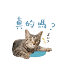キジトラ猫 中国語Ver.（個別スタンプ：8）