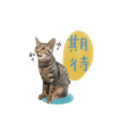キジトラ猫 中国語Ver.（個別スタンプ：9）