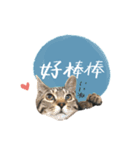キジトラ猫 中国語Ver.（個別スタンプ：11）