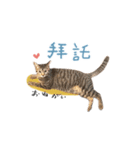 キジトラ猫 中国語Ver.（個別スタンプ：12）