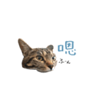 キジトラ猫 中国語Ver.（個別スタンプ：13）