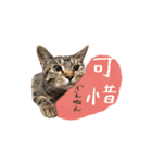 キジトラ猫 中国語Ver.（個別スタンプ：14）