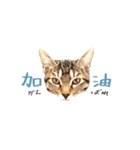 キジトラ猫 中国語Ver.（個別スタンプ：15）