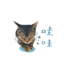 キジトラ猫 中国語Ver.（個別スタンプ：16）