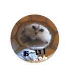 にゃん猫ちゃん①（個別スタンプ：5）