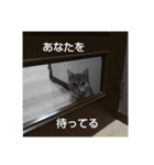 猫写真(テツと申します)（個別スタンプ：3）