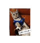 猫写真(テツと申します)（個別スタンプ：7）