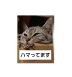 猫写真(テツと申します)（個別スタンプ：8）