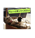 猫写真(テツと申します)（個別スタンプ：9）