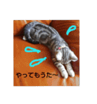 猫写真(テツと申します)（個別スタンプ：11）