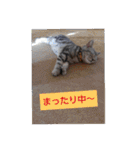 猫写真(テツと申します)（個別スタンプ：26）