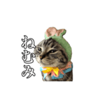 使いやすみなねこ（個別スタンプ：5）