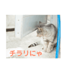 ねこじま物語（個別スタンプ：2）