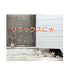 ねこじま物語（個別スタンプ：8）