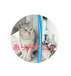 ねこじま物語（個別スタンプ：9）