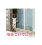 ねこじま物語（個別スタンプ：14）