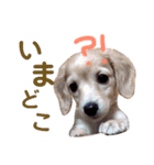 あやとくんと犬達（個別スタンプ：7）