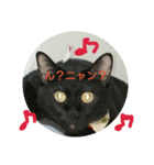 neko猫好き（個別スタンプ：3）